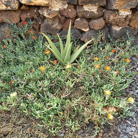 Πανσιόν Finca Bonita Fuerteventura *